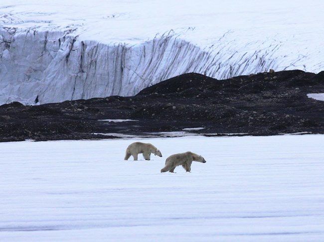 Safari à la voile sur les terres de l’ours polaire