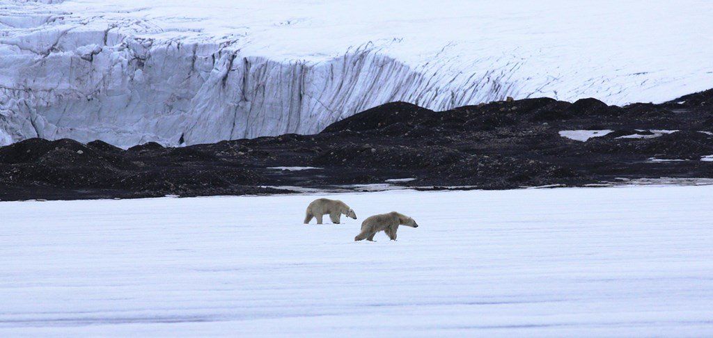 Safari à la voile sur les terres de l’ours polaire