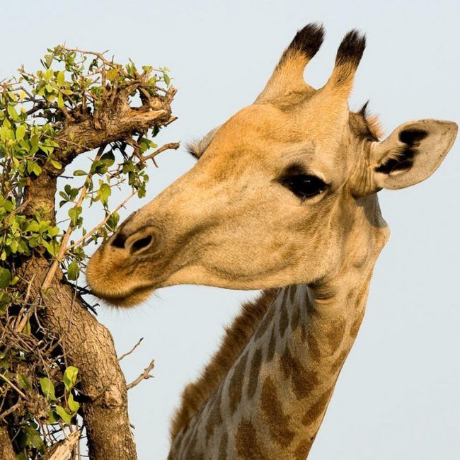 Safari en famille au Botswana