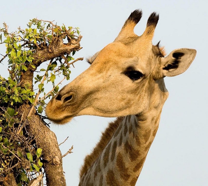 Safari en famille au Botswana