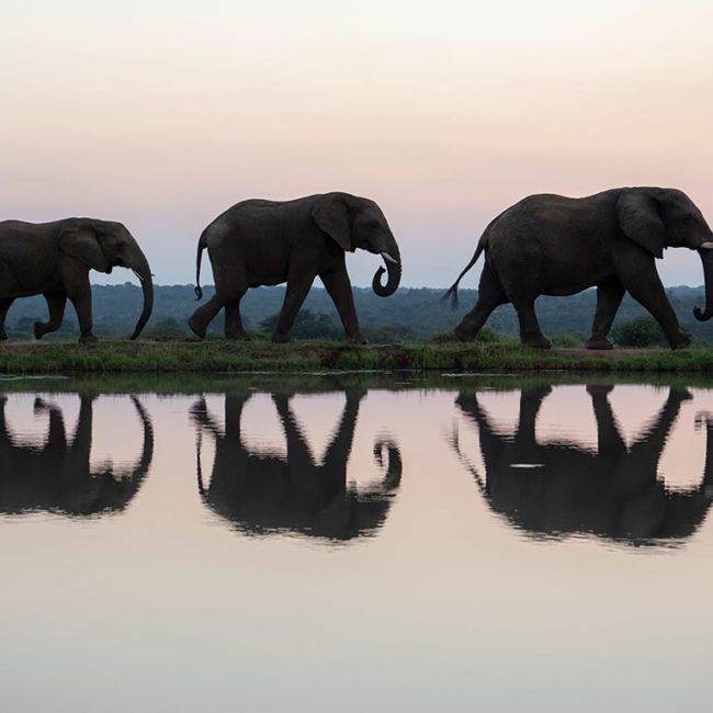 Camp Jabulani - Afrique du Sud