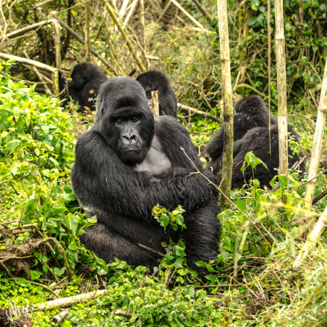 Circuit - Rwanda