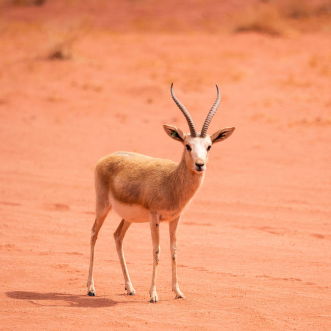 WADI DISAH & DÉSERT DE HISMA