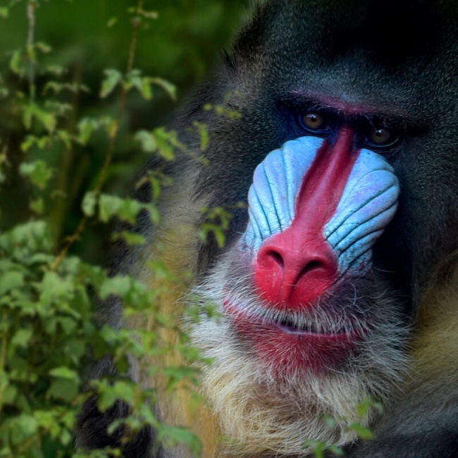 ESCAPADE SUR LA TERRE DES MANDRILLS