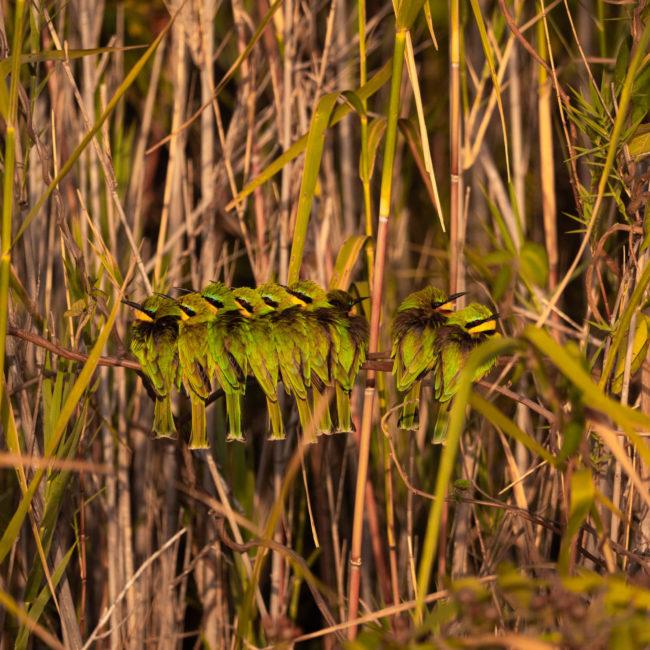 ESCAPADE SUR L'ÎLE DE NXAMASERI