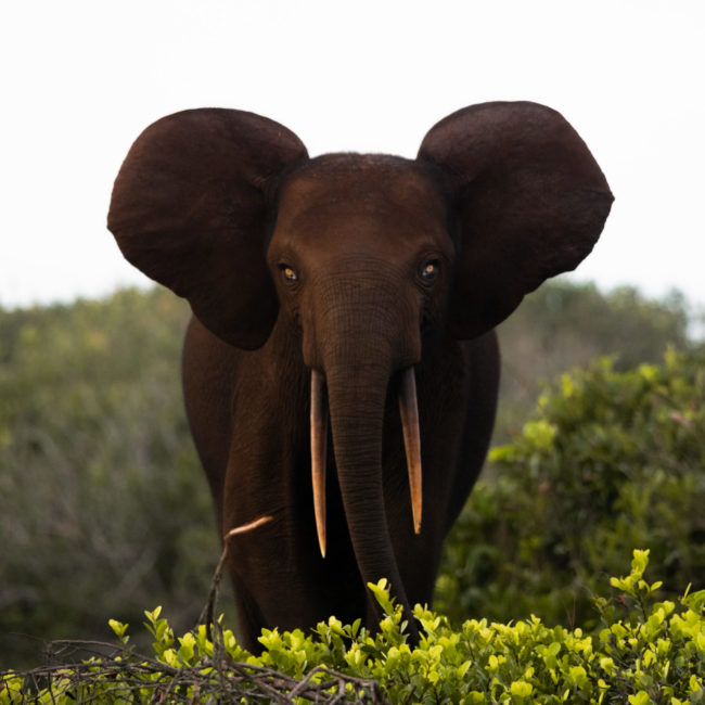 GABON